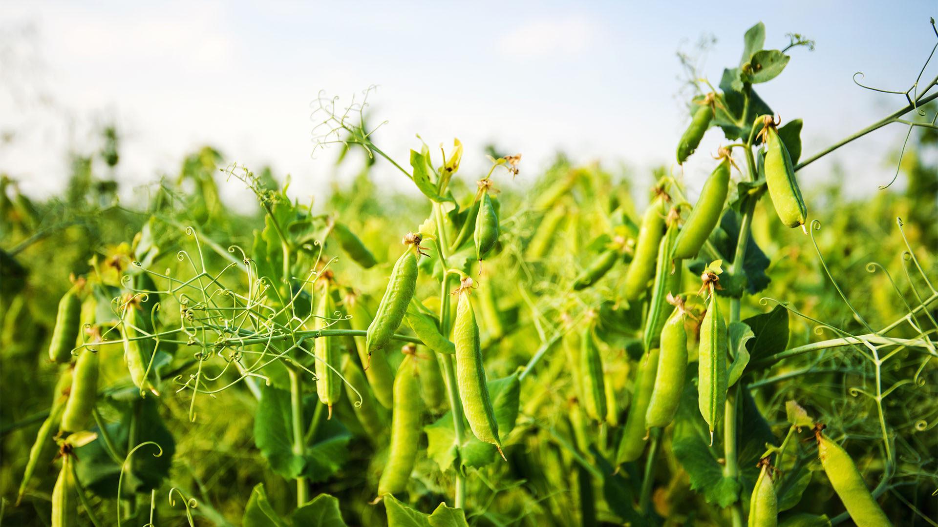 Peas_Growing_Fuji_Brandenburg.jpeg